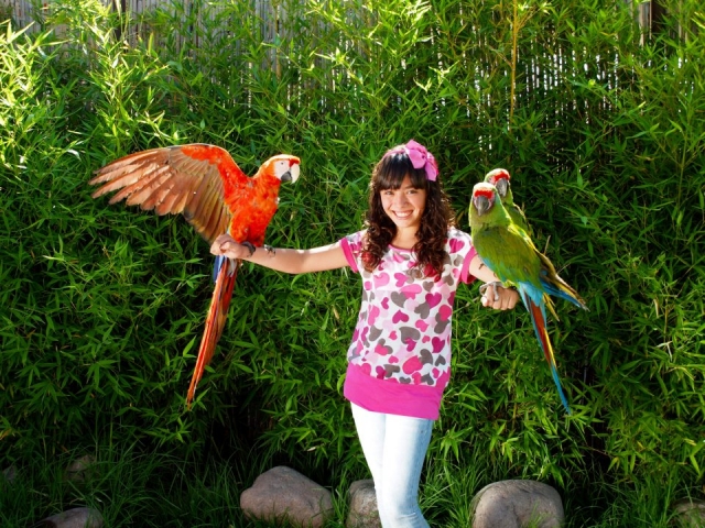  Exotic birds 